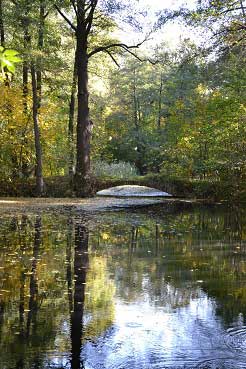 park, woda