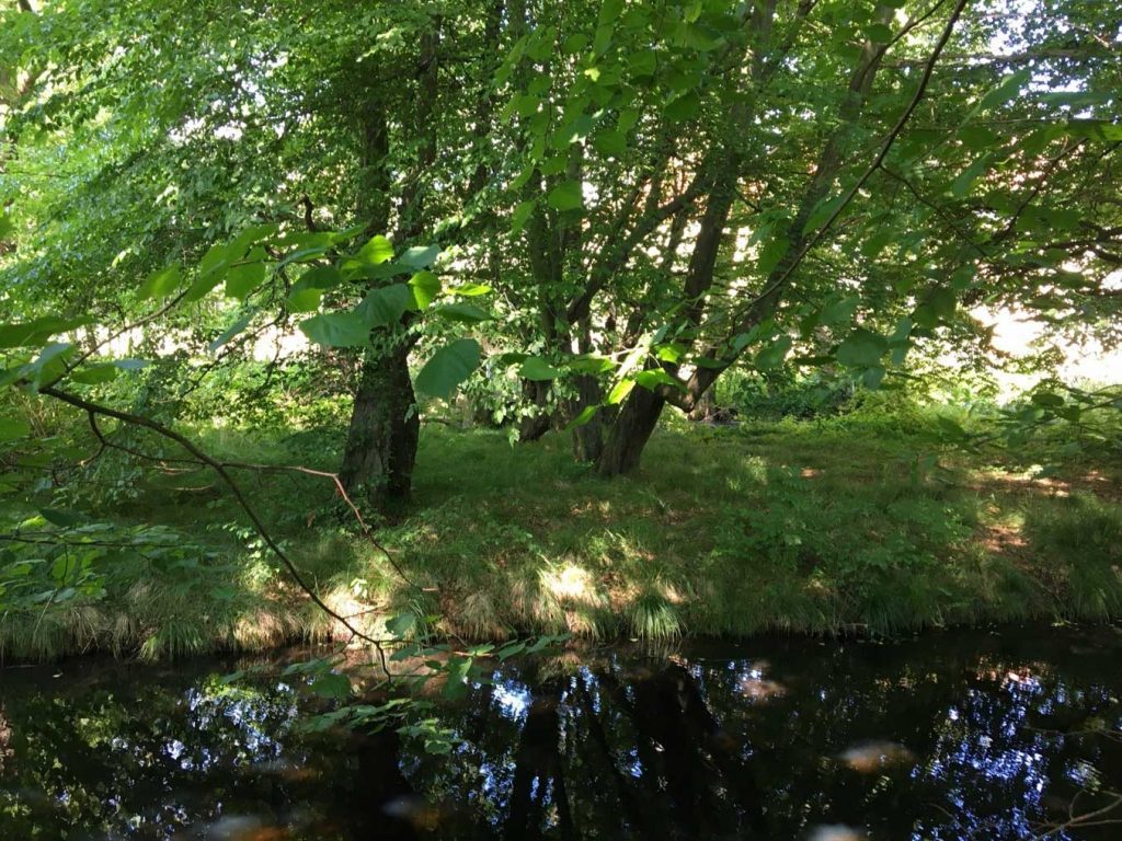 park, zieleń, woda